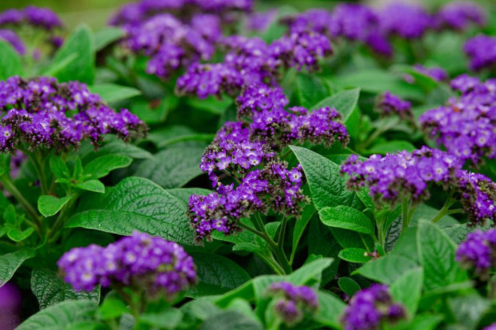 Heliotrope - 5 Gallon