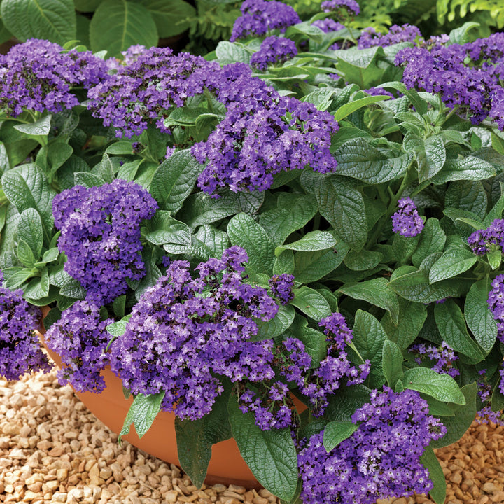 Heliotrope - 5 Gallon
