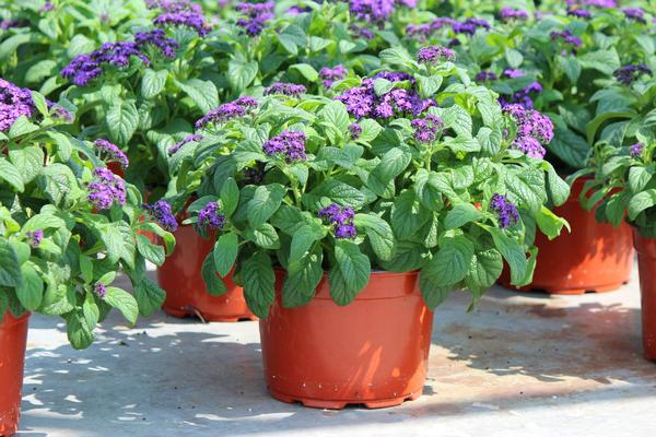 Heliotrope - 5 Gallon