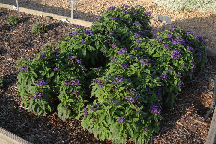 Heliotrope - 5 Gallon