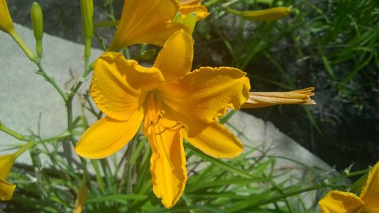 Hemerocallis 'Orange' Daylily - 5 Gallon