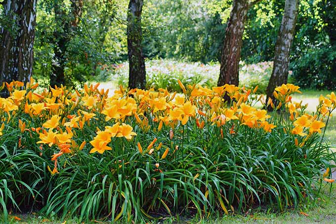 Hemerocallis 'Orange' Daylily - 5 Gallon