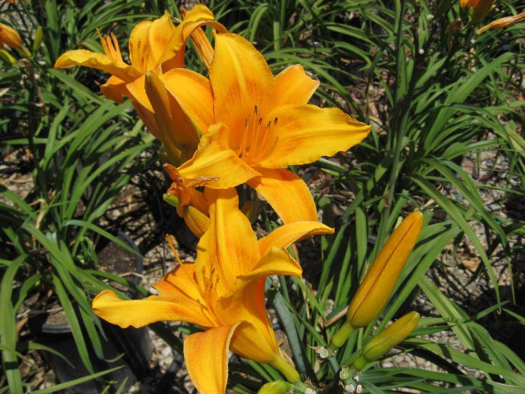 Hemerocallis 'Orange' Daylily - 5 Gallon