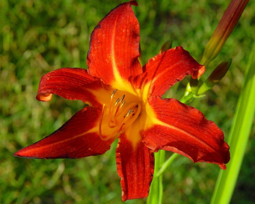 Hemerocallis 'Red' Daylily - 5 Gallon