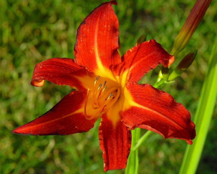 Hemerocallis 'Red' Daylily - 5 Gallon