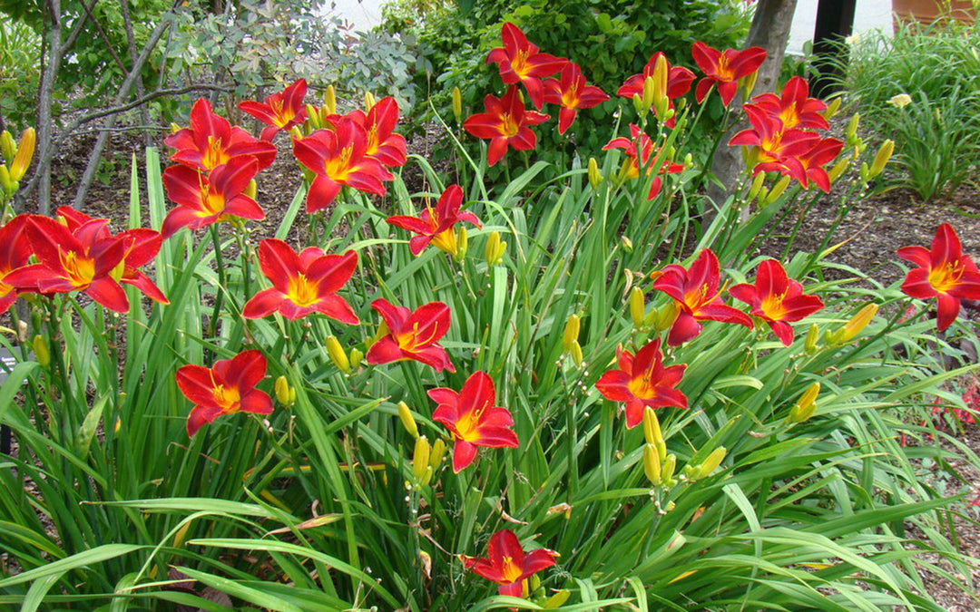 Hemerocallis 'Red' Daylily - 5 Gallon