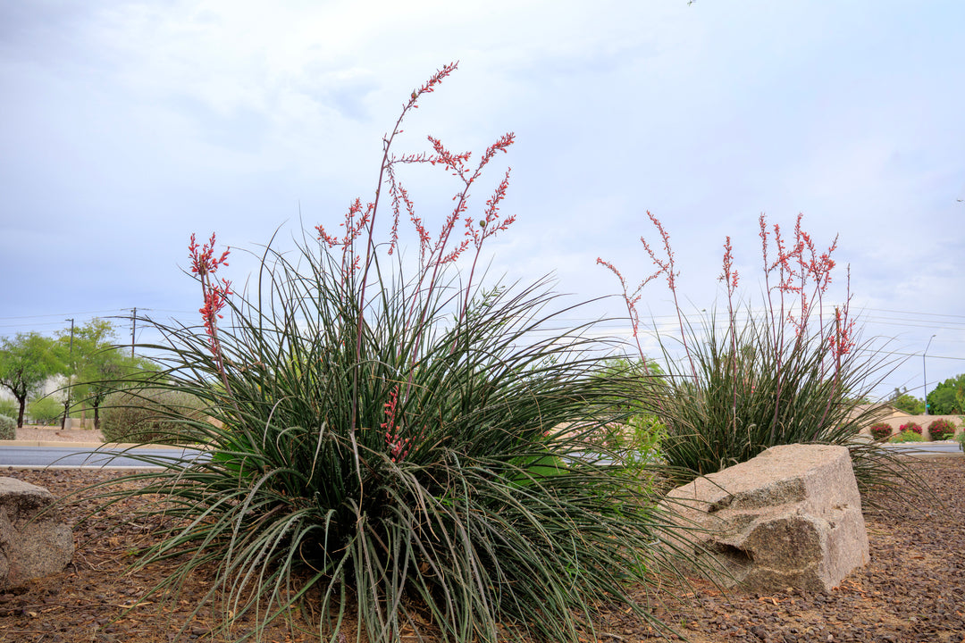Red Yucca