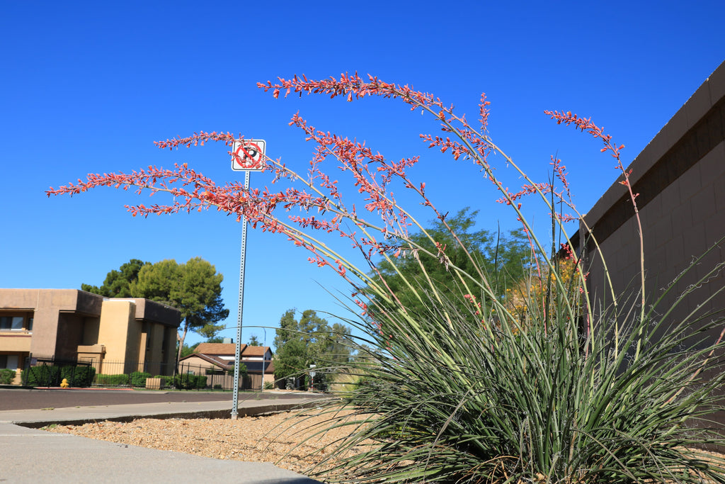 Hesperaloe parviflora Red Yucca - 5 Gallon