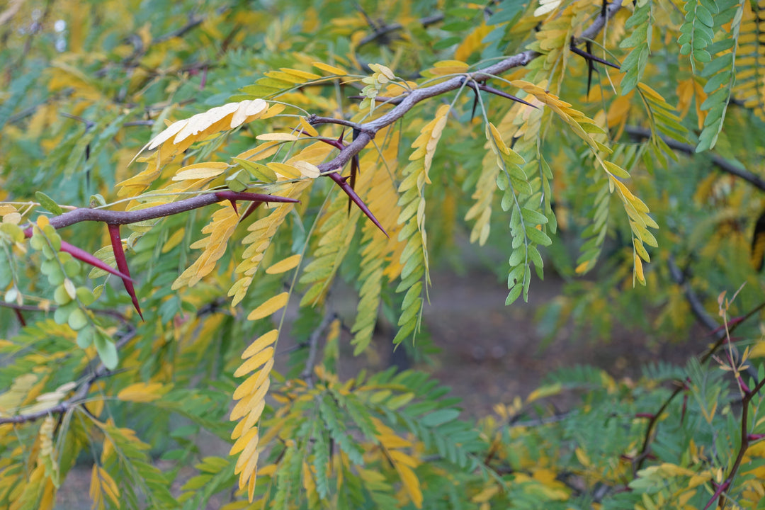 Honey Locust Tree