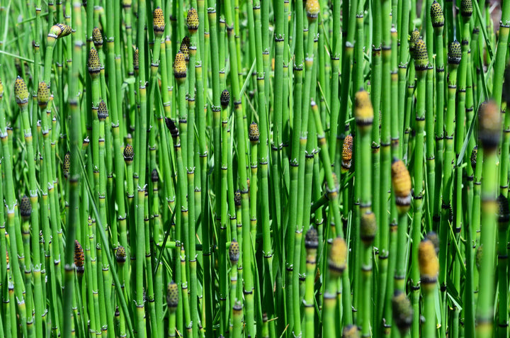 Horsetail Reed Bamboo