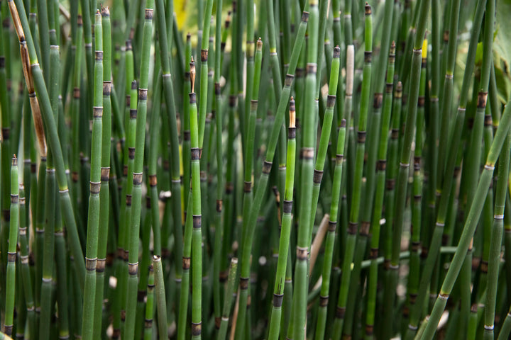 Horsetail Reed Bamboo