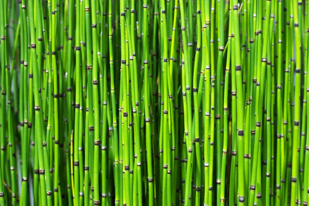 Horsetail Reed Bamboo