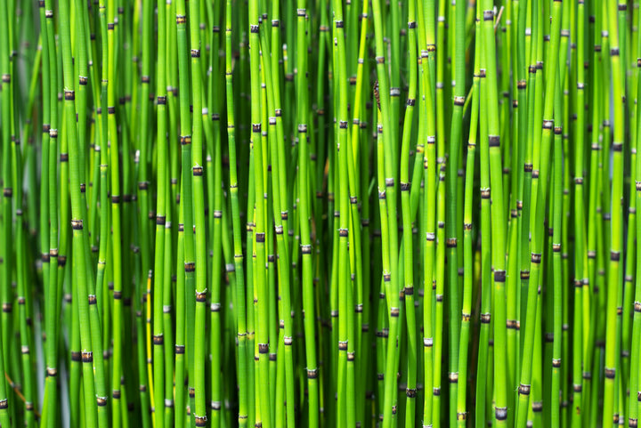 Horsetail Reed Bamboo