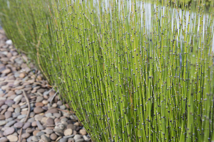 Horsetail Reed Bamboo