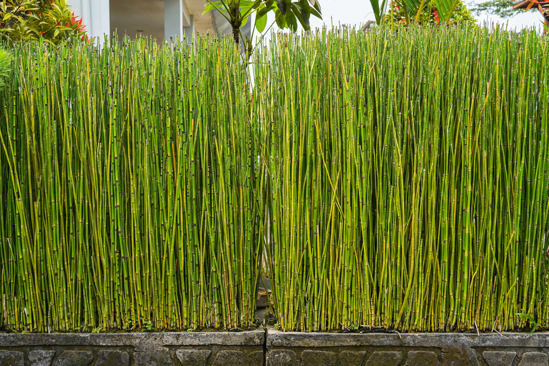house tail plant Horsetail Reed Bamboo