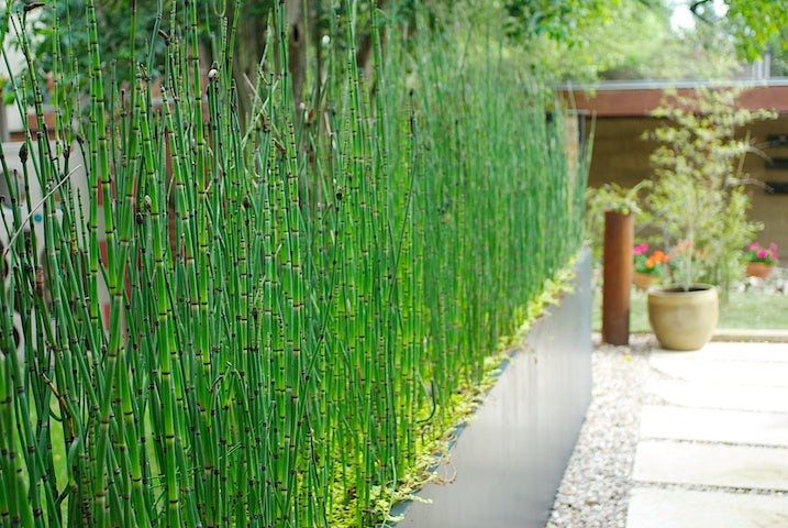 Horsetail Reed Bamboo - 5 Gallon