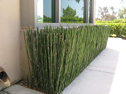 Horsetail Reed Bamboo - 5 Gallon