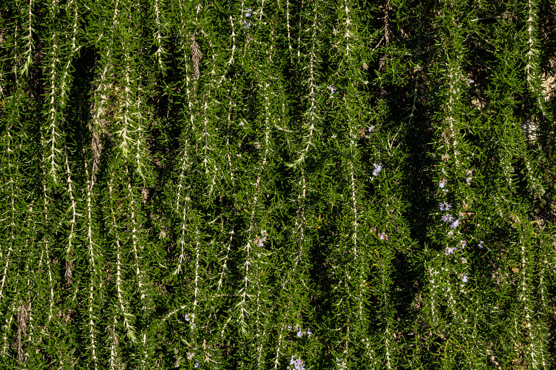 Huntington Carpet Rosemary - 1 Gallon