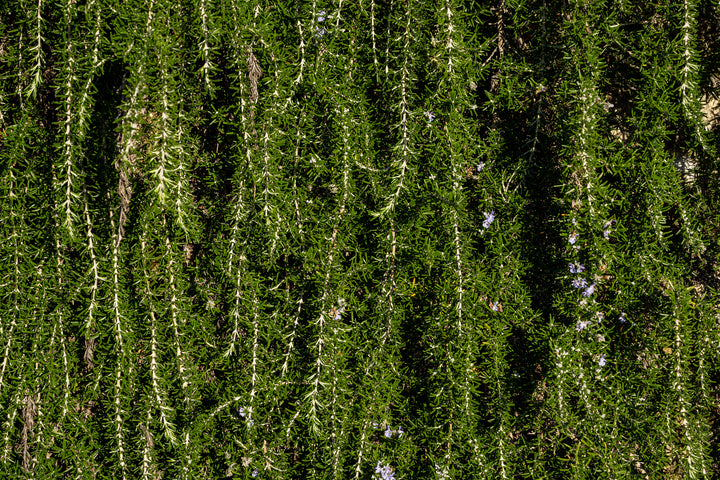 Huntington Carpet Rosemary - 1 Gallon