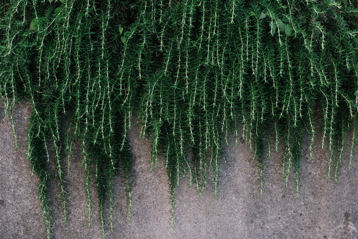 Huntington Carpet Rosemary - 1 Gallon