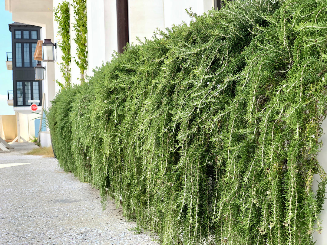 Huntington Carpet Rosemary - 1 Gallon