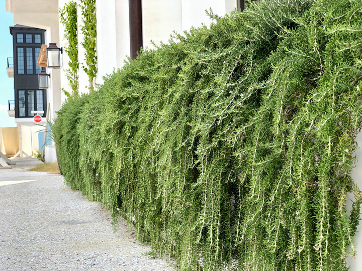 Huntington Carpet Rosemary - 1 Gallon