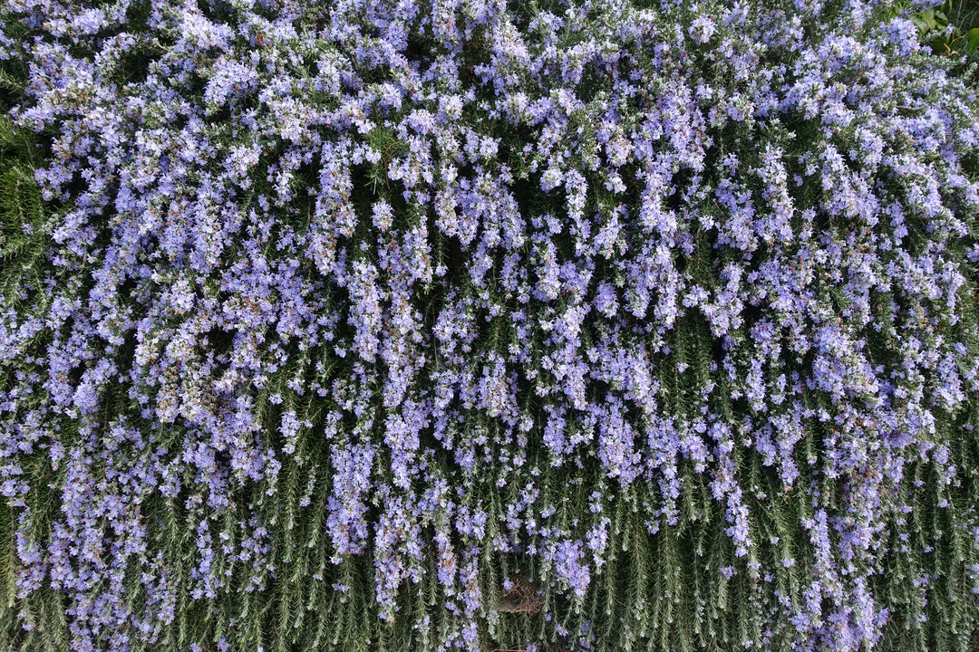 Huntington Carpet Rosemary - 1 Gallon