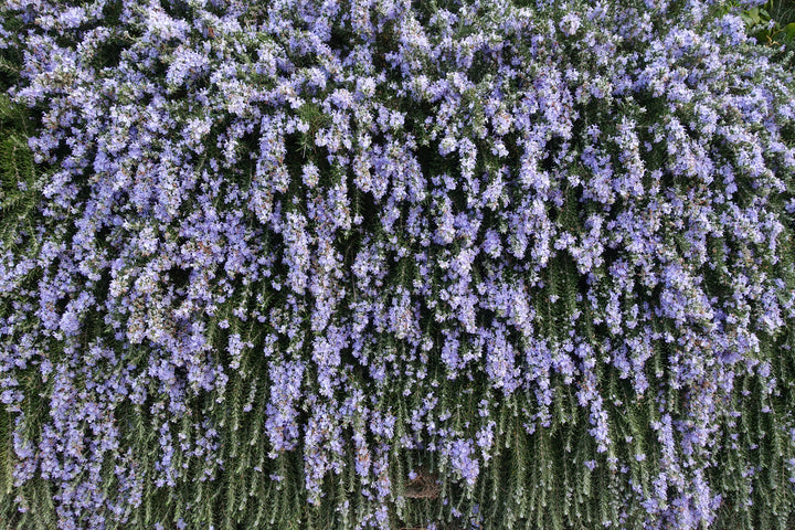 Huntington Carpet Rosemary - 1 Gallon