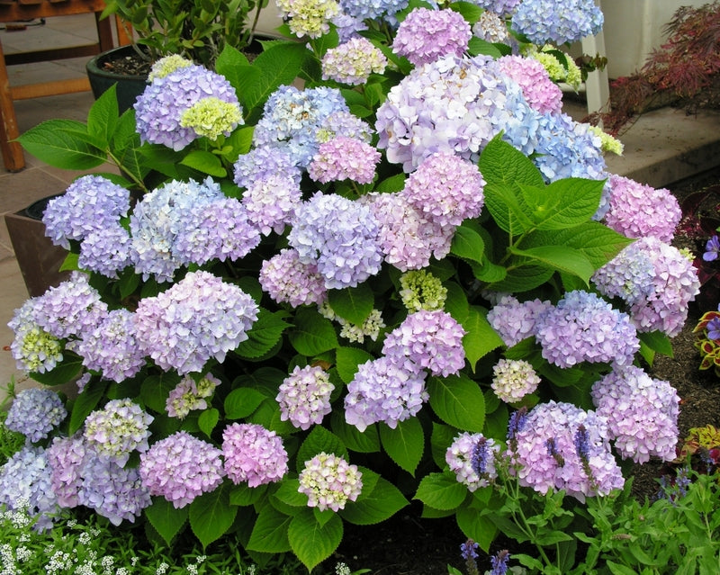 Hydrangea 'All Summer Beauty' - 5 Gallon