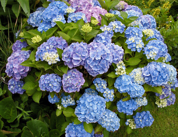 Hydrangea 'All Summer Beauty' - 5 Gallon