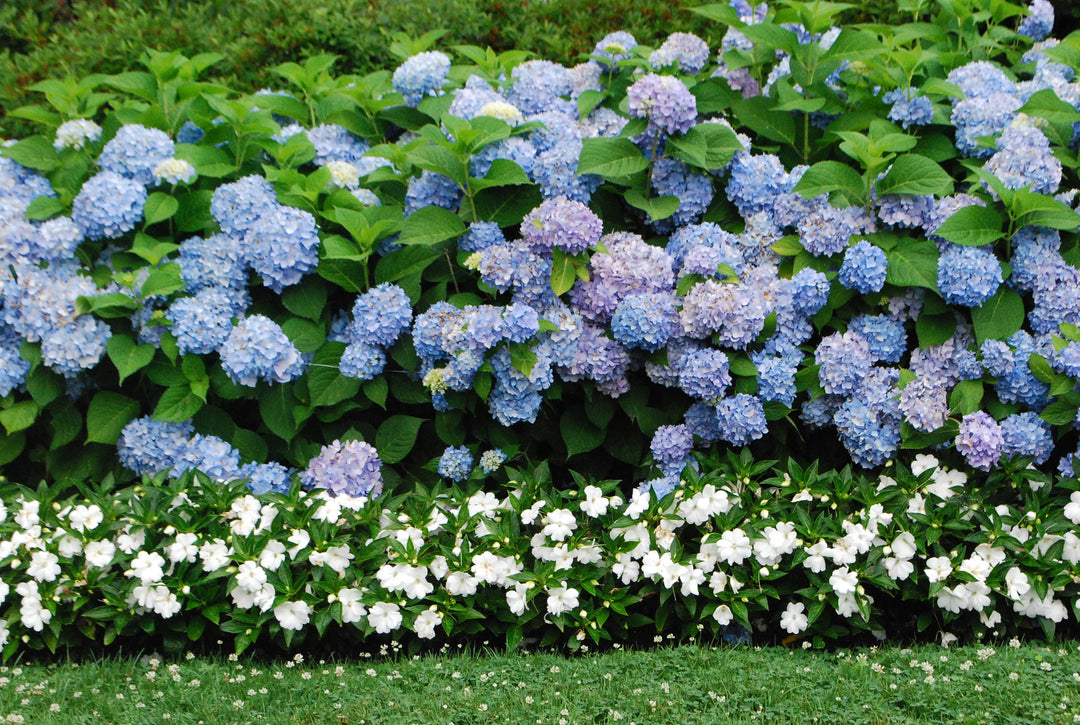 Hydrangea 'All Summer Beauty' - 5 Gallon