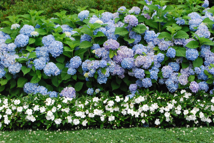 Hydrangea 'All Summer Beauty' - 5 Gallon