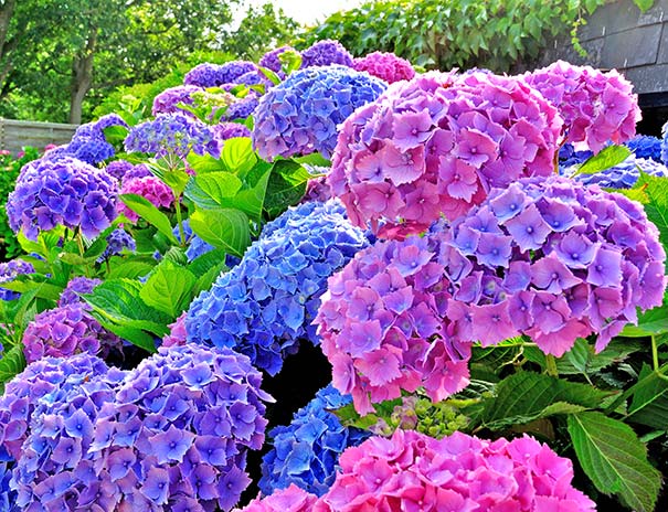 Hydrangea 'All Summer Beauty' - 5 Gallon