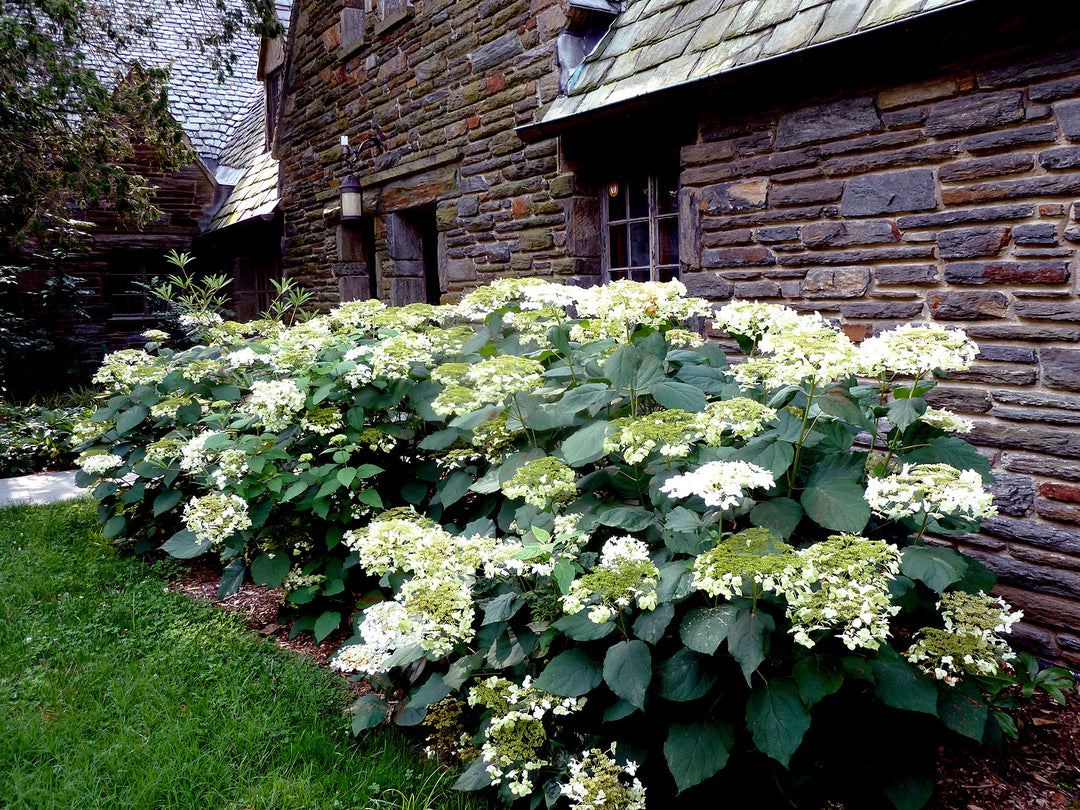 Hydrangea 'White Lacecap' - 5 Gallon
