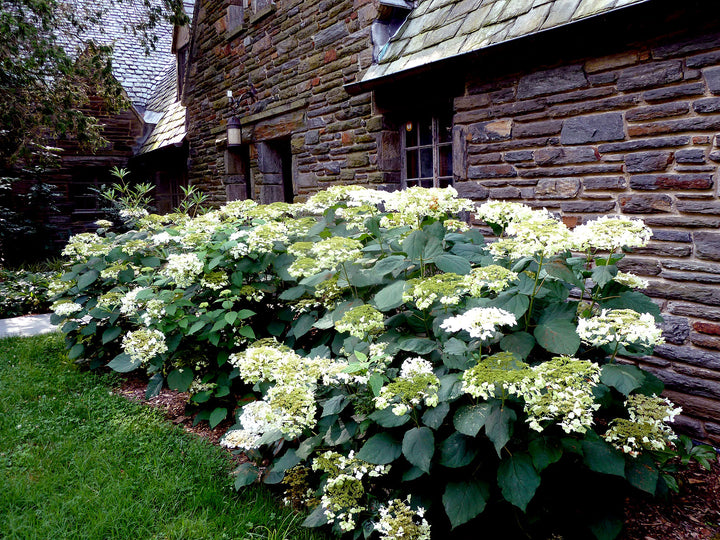 Hydrangea 'White Lacecap' - 5 Gallon