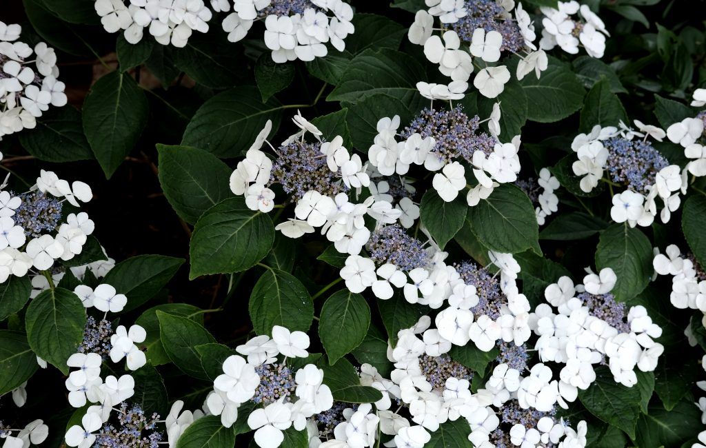 Hydrangea 'White Lacecap' - 5 Gallon