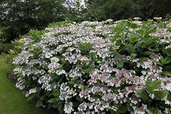 Hydrangea 'White Lacecap' - 5 Gallon
