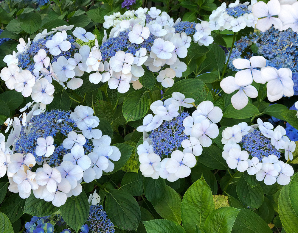 Hydrangea 'White Lacecap' - 5 Gallon