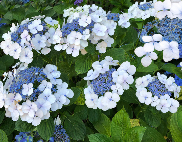 Hydrangea 'White Lacecap' - 5 Gallon