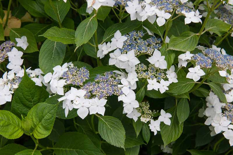 Hydrangea 'White Lacecap' - 5 Gallon