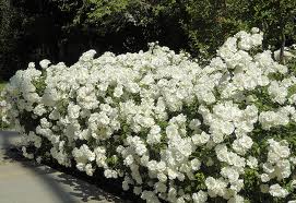 White Iceberg Rose Bush - 5 Gallon