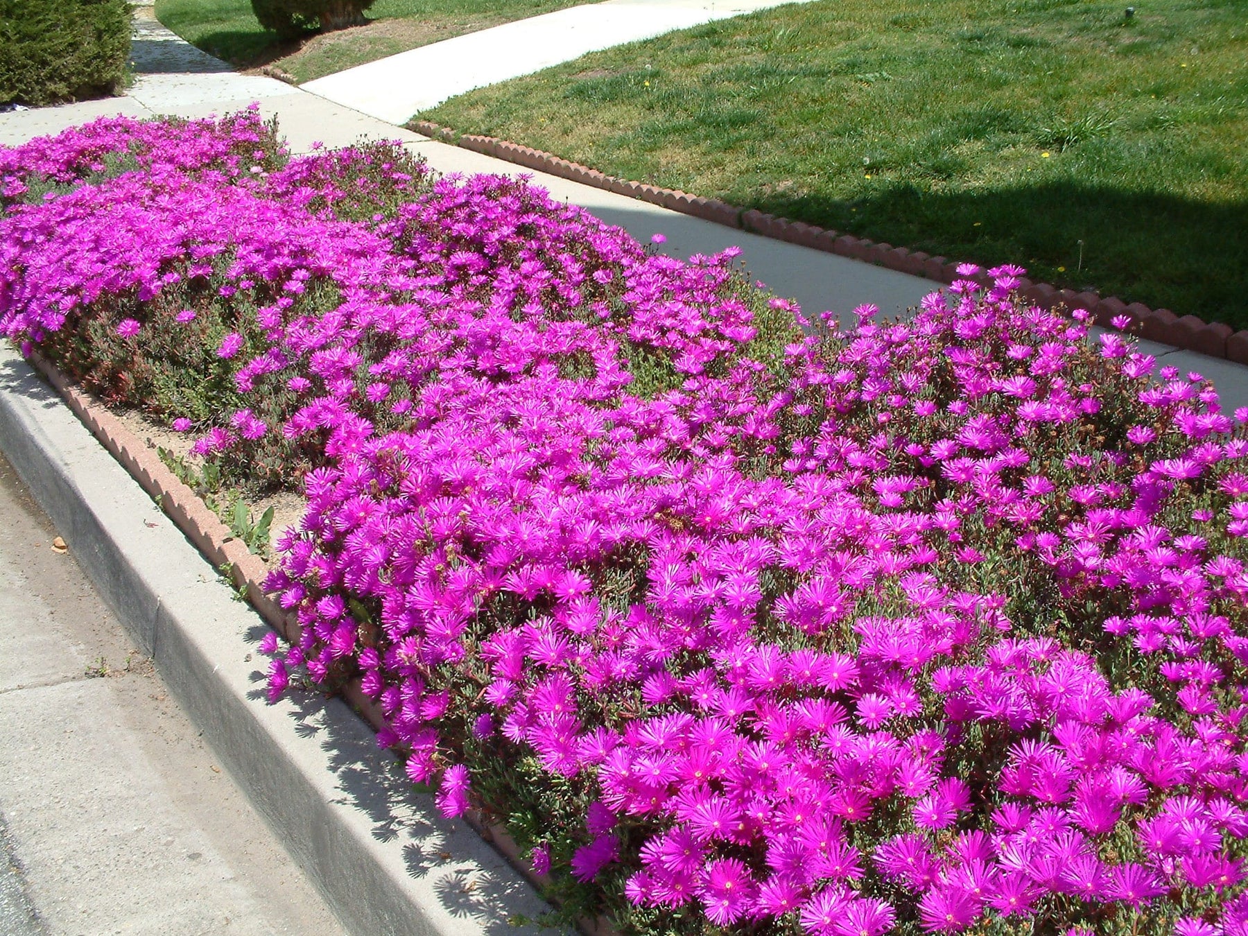 Pink Ice Rialers Rose Pink Trailing Ice Plant