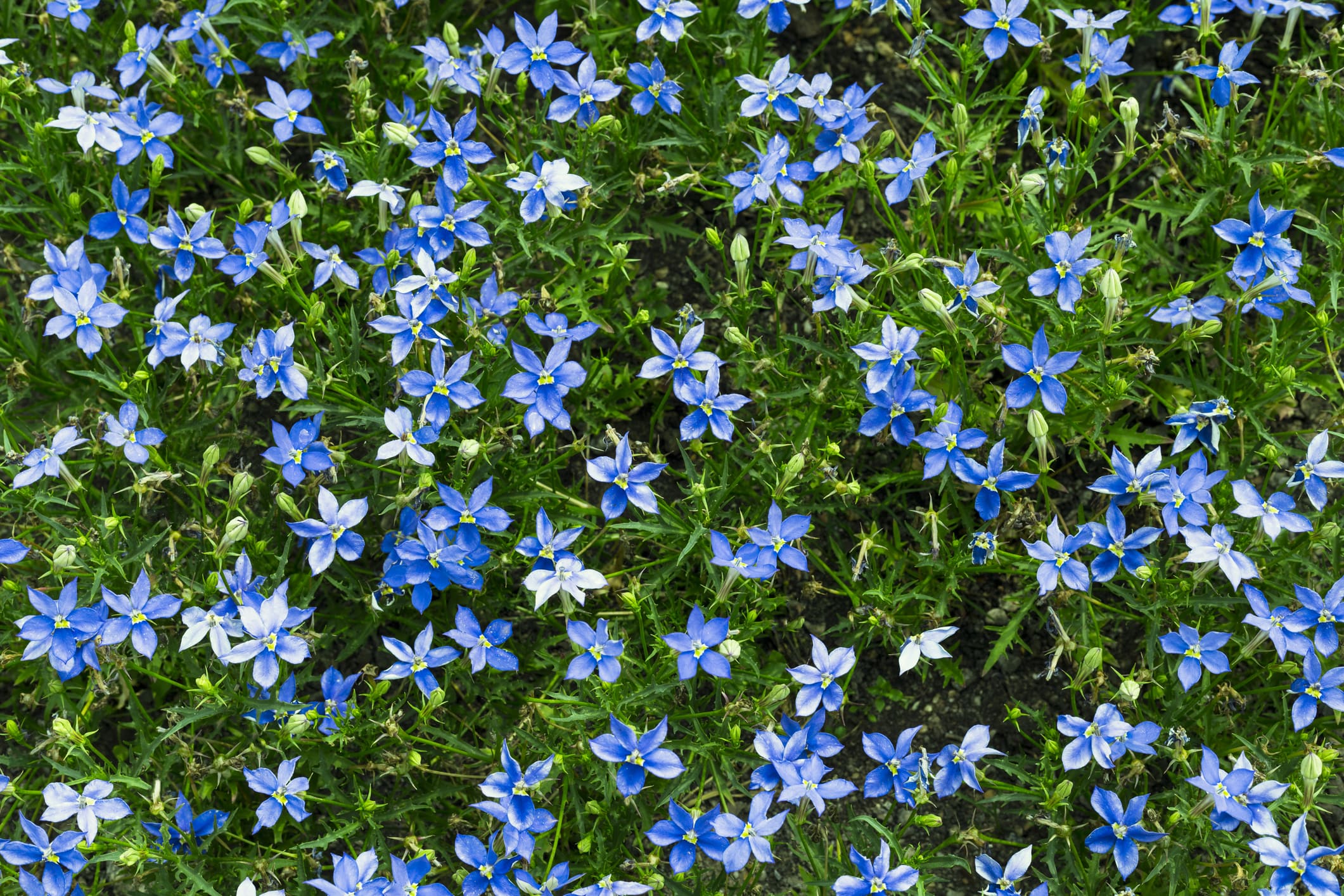 Isotoma Blue