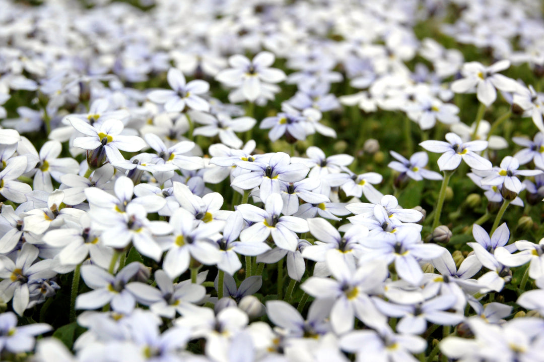 Isotoma White - Flat