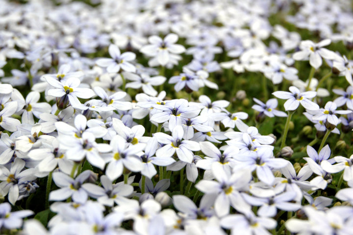 Isotoma White - Flat