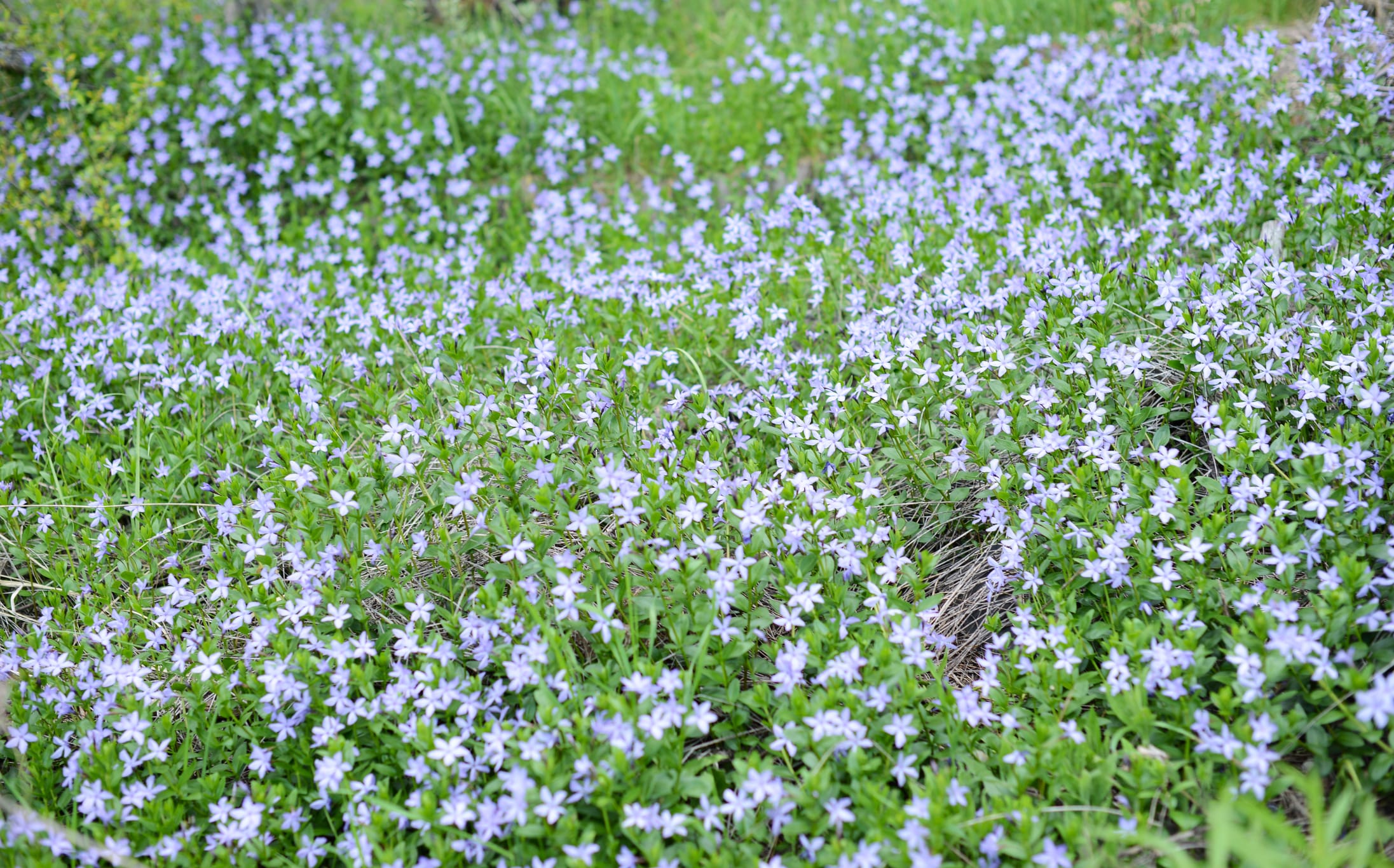 Isotoma Blue