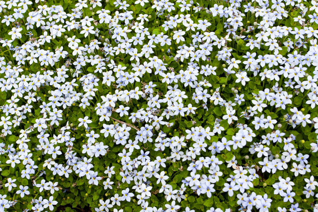 Isotoma White - Flat