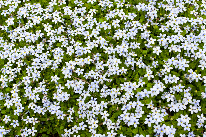 Isotoma White - Flat