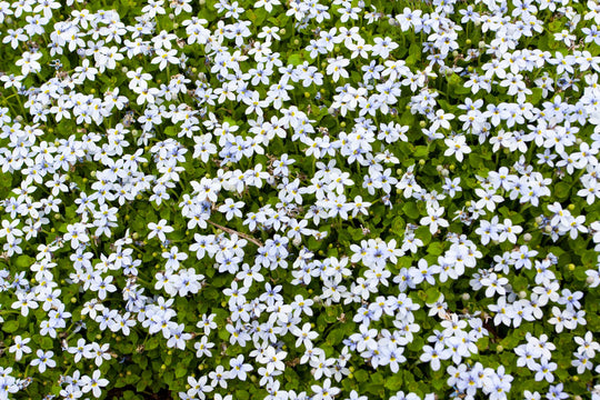 Isotoma White - Flat