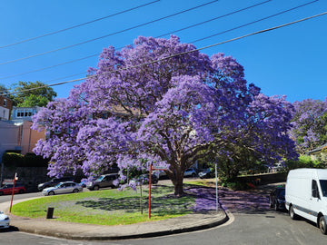 Jacaranda Tree Plant